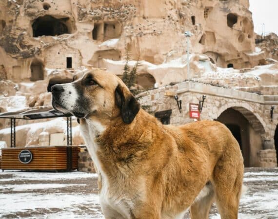 Fury friends in Cappadocia