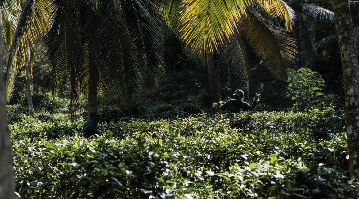 Tekanda Lodge Foundation Picking tea on the Tekanda Estate
