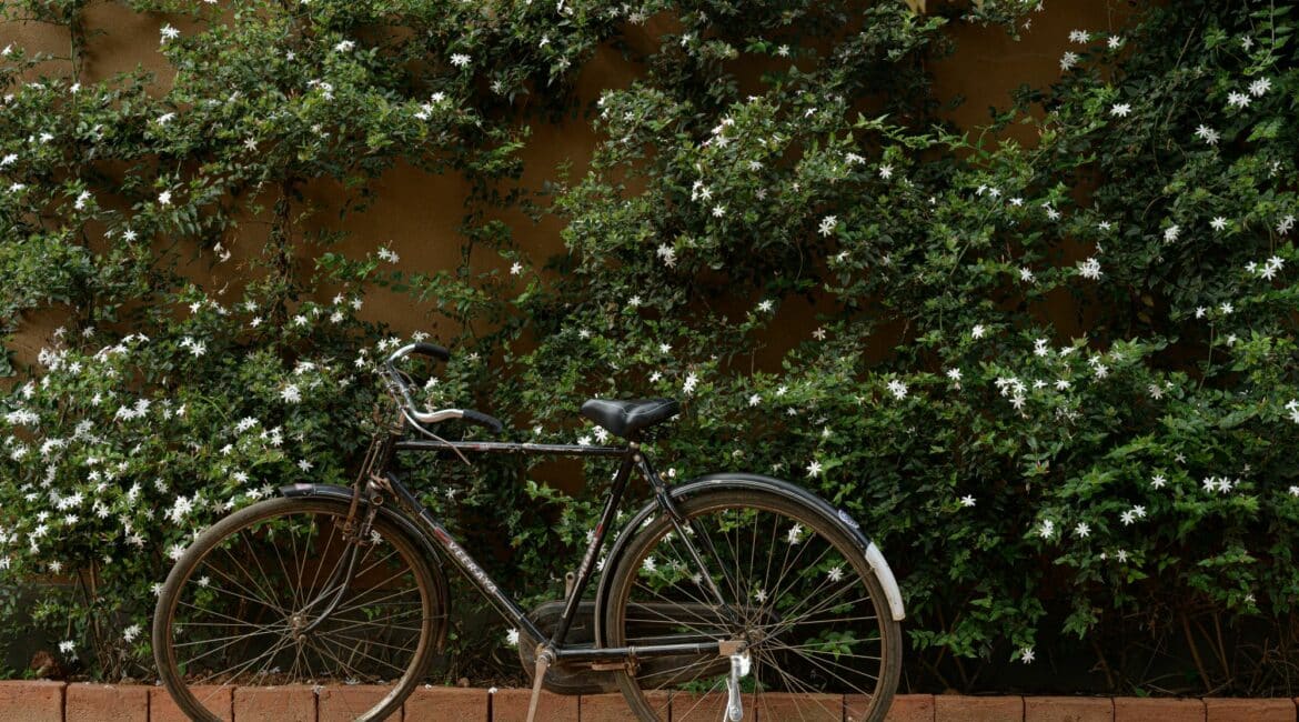 Water Garden Sigiriya bicycles