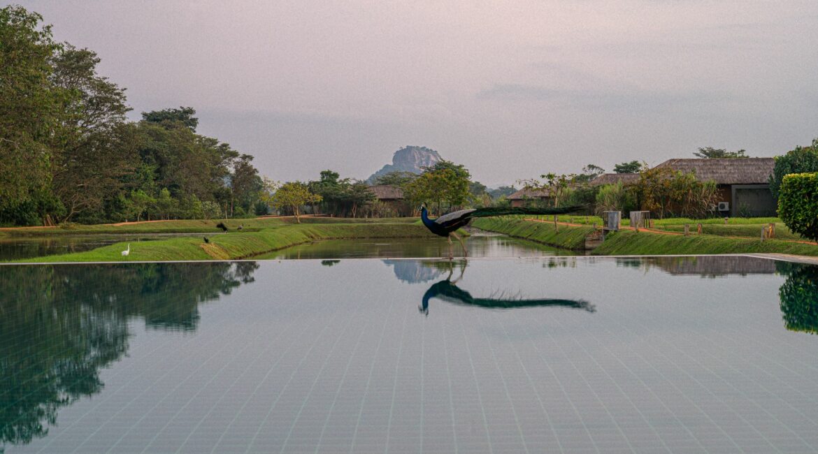 Water Garden Sigiriya and Rock together with local wildlife