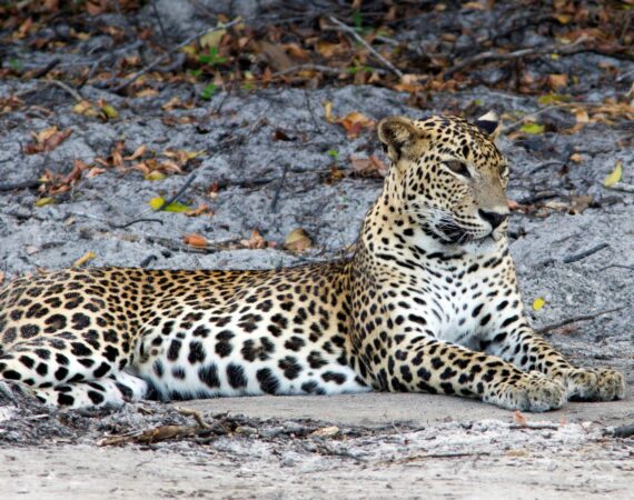Leopard Trails Wilpattu National Park wildlife Leopards pausing