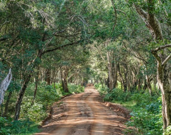 Leopard Trails Wilpattu National Park wildlife beautiful game drive tracks