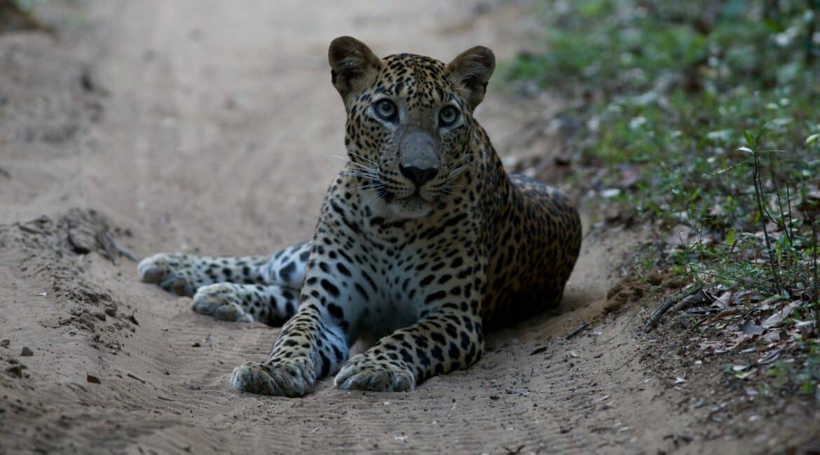 Leopard Trails, Wilpattu National Park – wild leopard pausing in its natural habitat, captured during a game drive in Sri Lanka