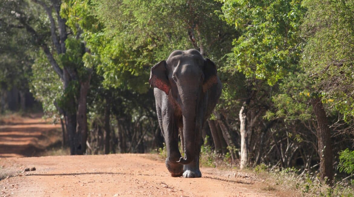 Leopard Trails, Wilpattu National Park – elephants strolling peacefully through the forest, capturing the wild beauty of Sri Lanka’s largest national park.