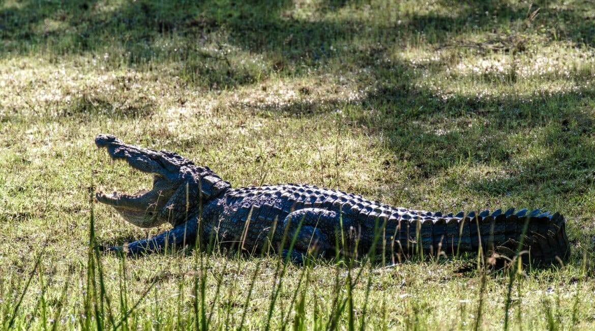Leopard Trails, Wilpattu National Park – crocodile basking on the riverbank in the wild wetlands of Sri Lanka