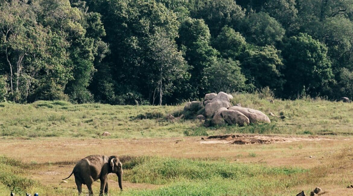 Gal Oya Elephants
