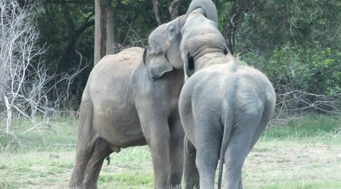 Gal Oya National Park elephant nuzzling gently—capturing the tender moments of life in the wild