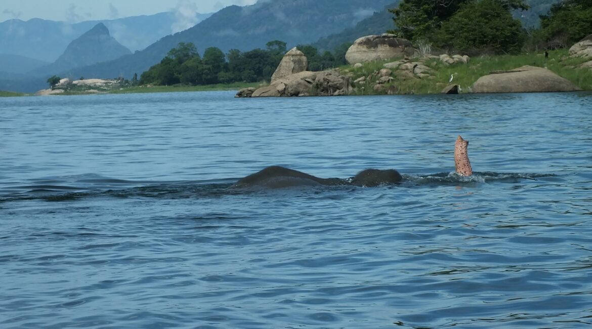 Gal Oya National Park elephants bathing and swimming in the tank, a rare and serene wildlife moment in Sri Lanka