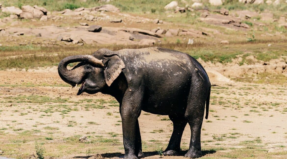 Gal Oya National Park elephant washing itself at the water's edge—a peaceful glimpse of wildlife in its natural habitat