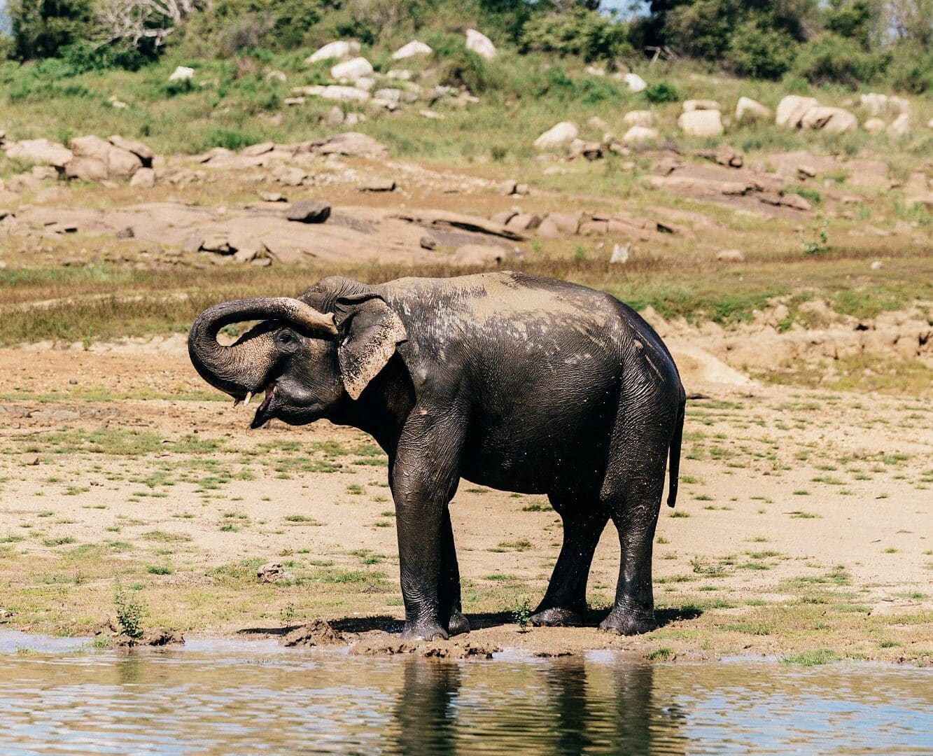 Gal Oya National Park elephant washing itself at the water's edge—a peaceful glimpse of wildlife in its natural habitat