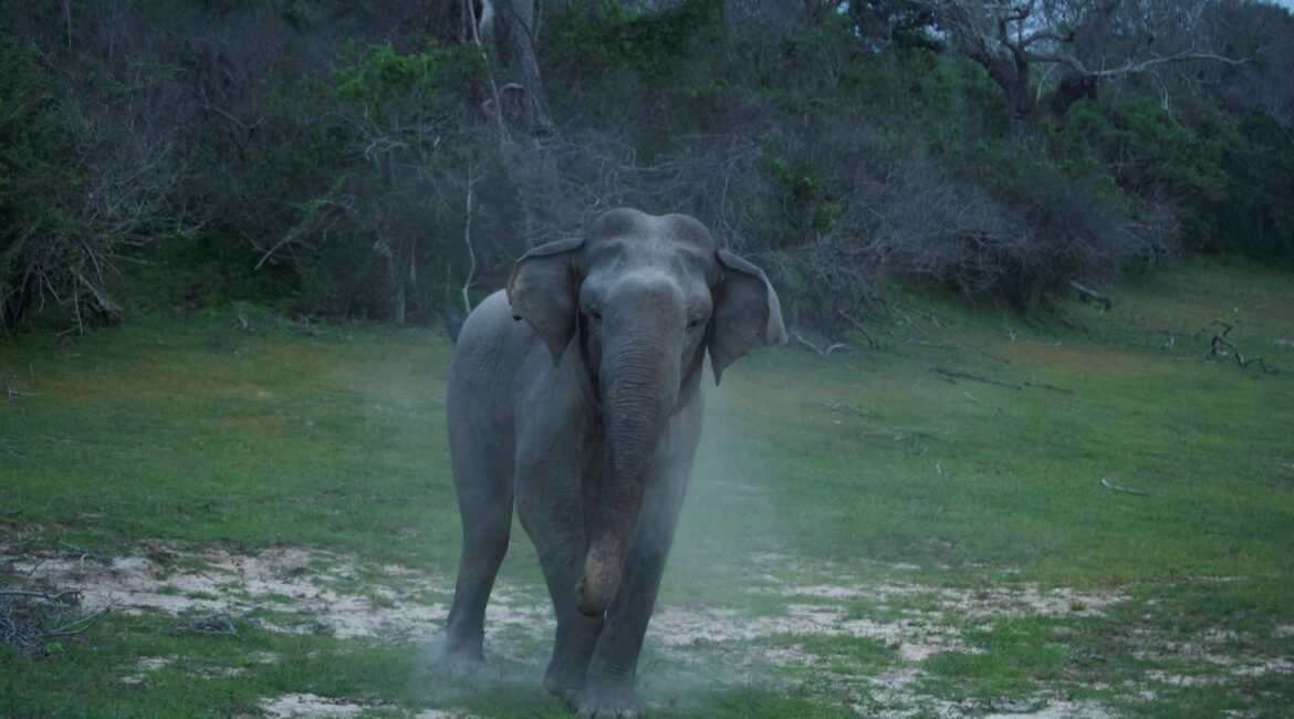 Four legged residents Gal Oya