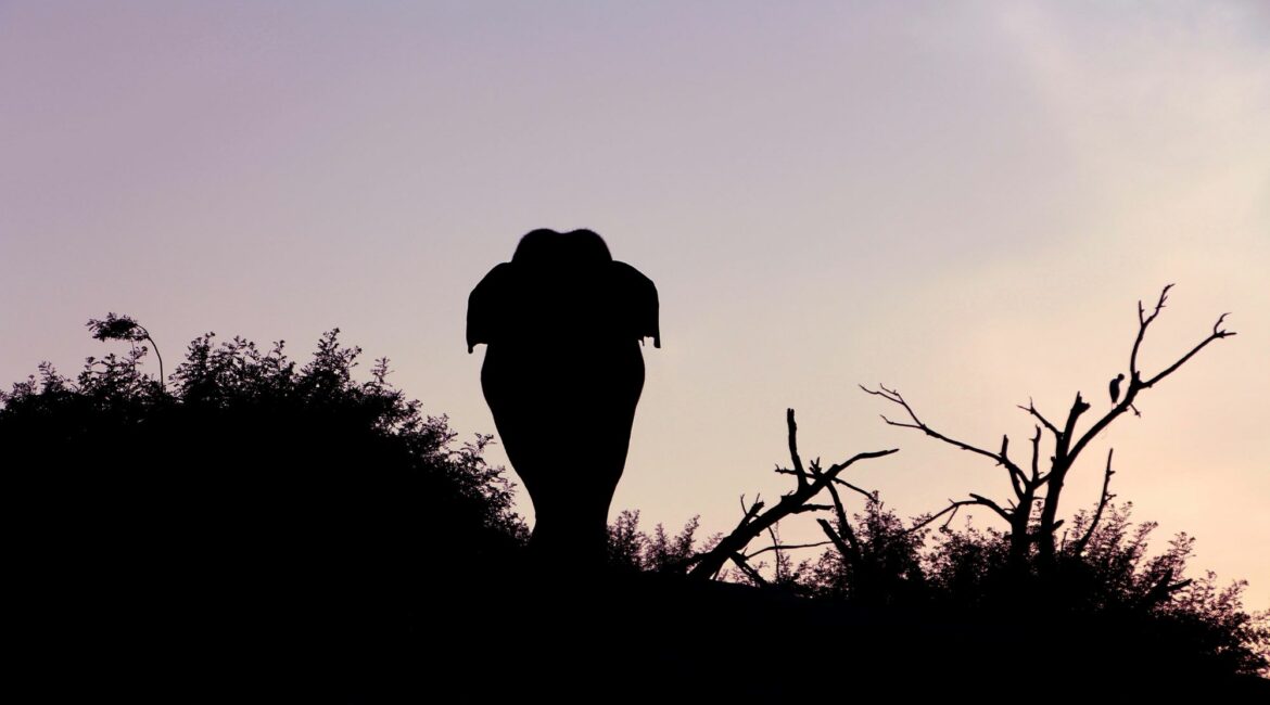 Gal Oya National Park elephant silhouetted at dusk against the fading light—evoking the quiet majesty of the wilderness