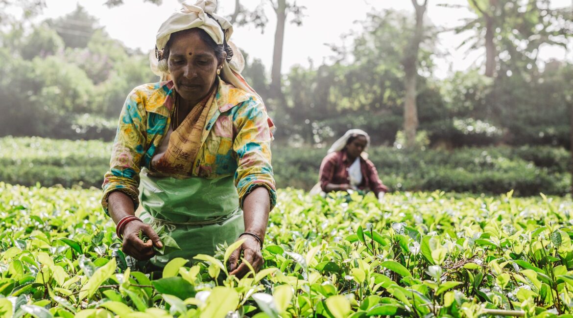 Thotalagala local Tamil ladies picking tea