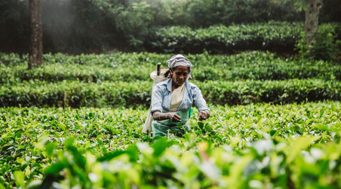 Thotalagala local Tamil lady picking tea