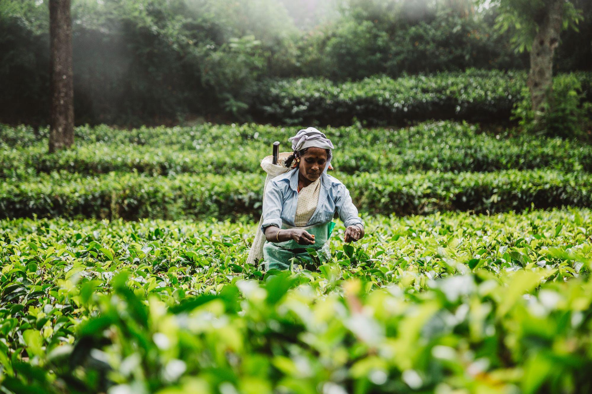 Thotalagala local Tamil lady picking tea