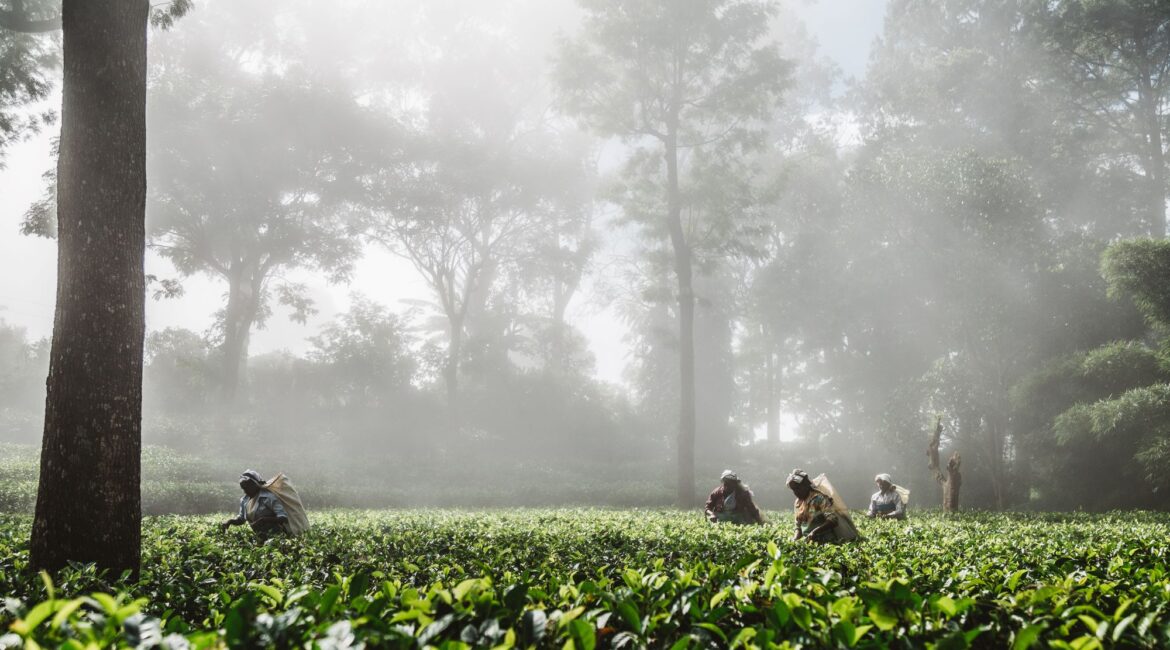Atmospheric view of Thotalagala with low mist over the Hill Country