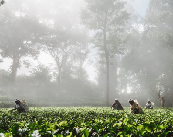 Atmospheric view of Thotalagala with low mist over the Hill Country