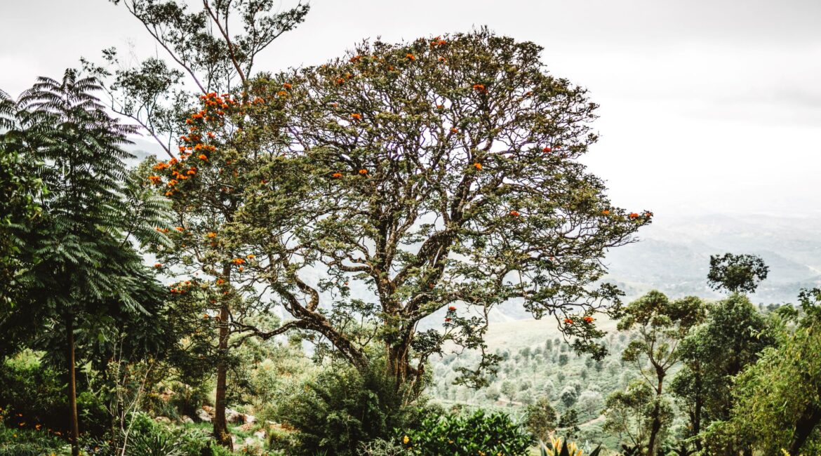 Thotalagala tea bungalow with sweeping views over Sri Lanka’s Hill Country