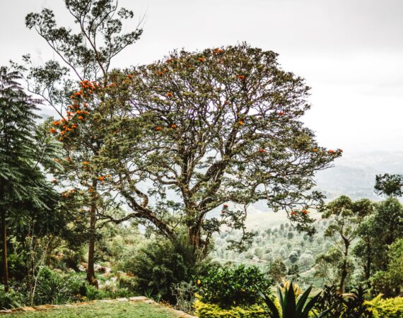 Thotalagala tea bungalow with sweeping views over Sri Lanka’s Hill Country