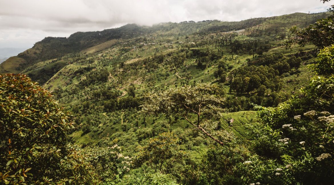 Thotalagala the magnificent tumbling tea country