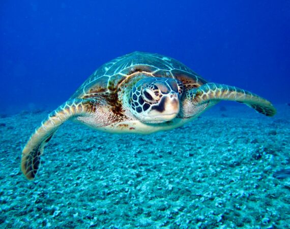 loggerhead turtle kalkan turkey