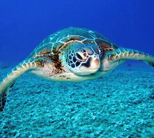 Loggerhead in Kalkan