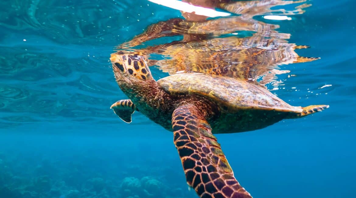 Komandoo Island Resort & Spa turtle