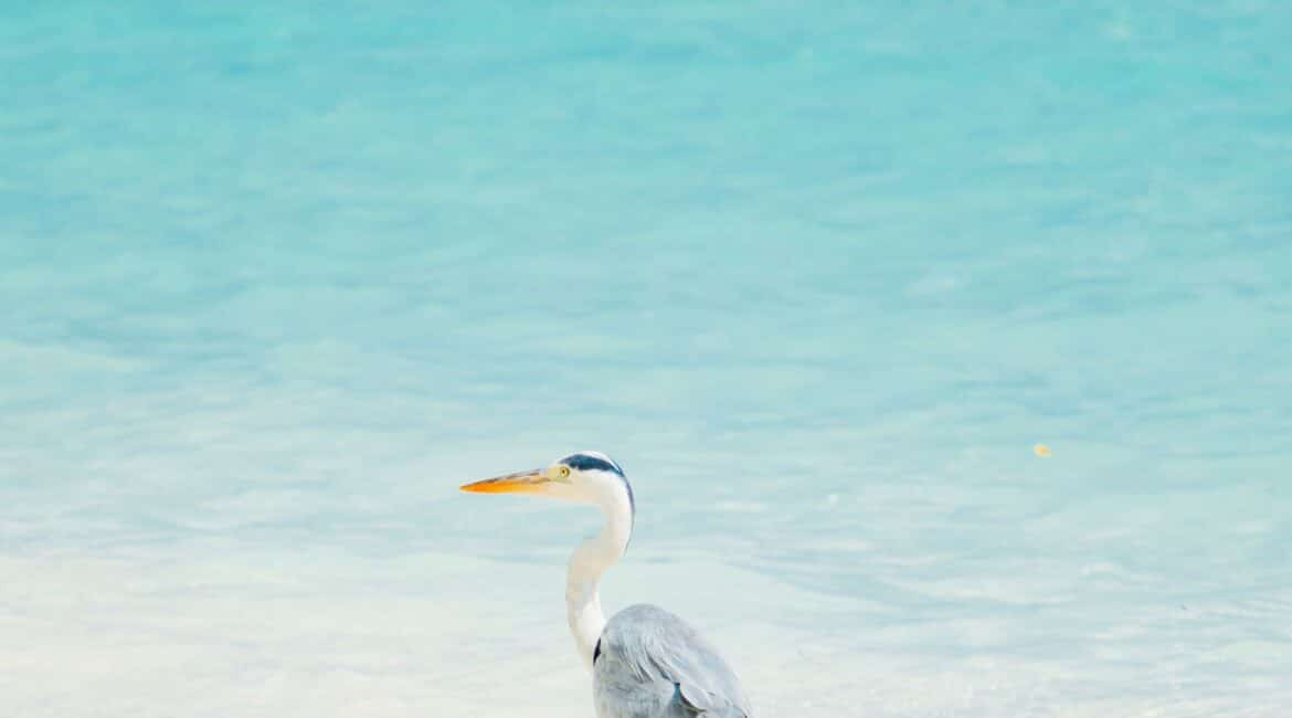 Komandoo Island Resort & Spa Heron