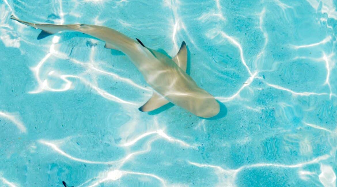 Komandoo Island Resort & Spa Baby Sharks