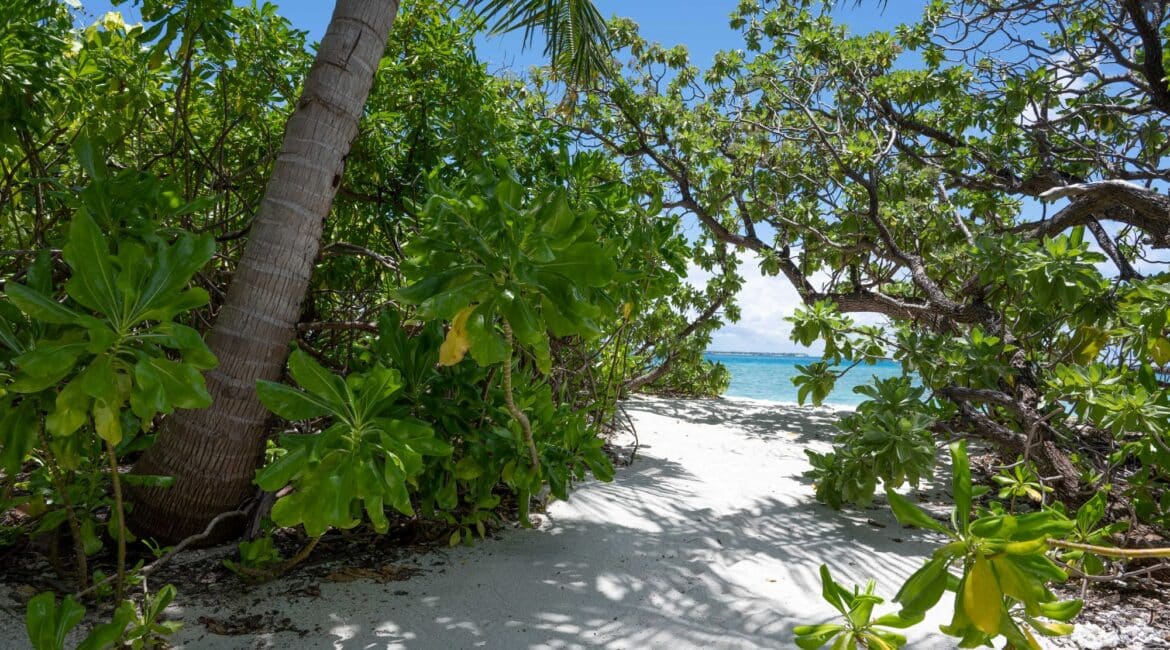 Makunudu Island Maldives tall palms and sandy shores