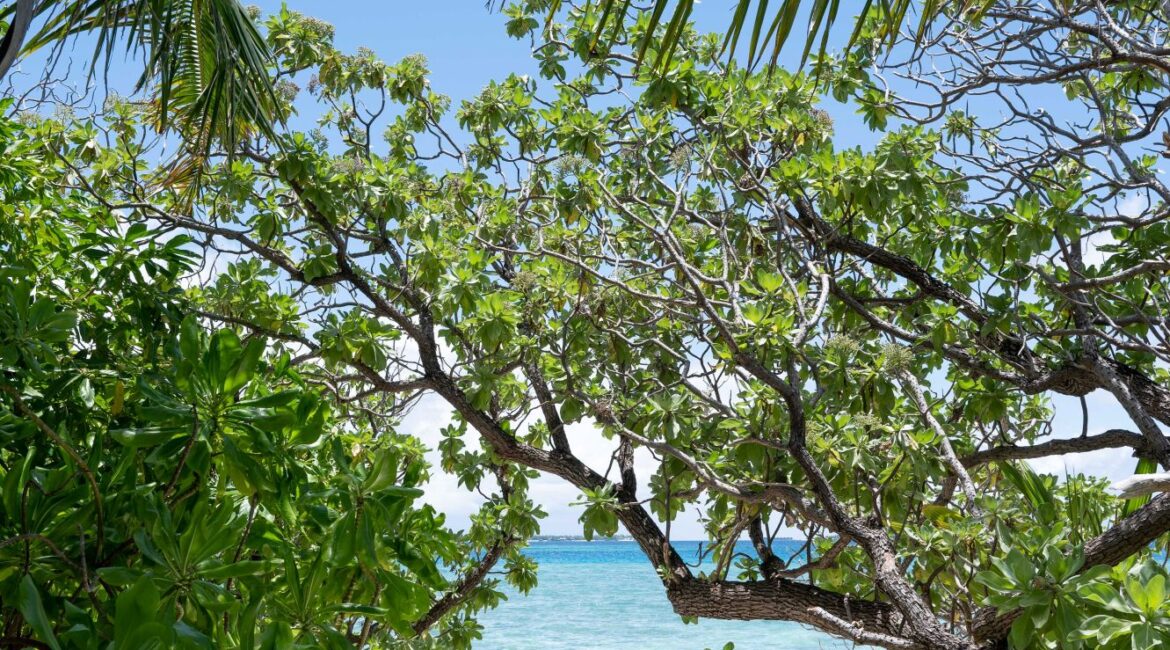 Makunudu Island Maldives strolling through the green vegetation and opening onto white sand beaches