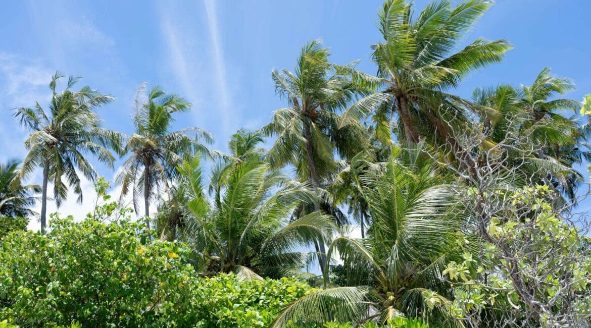 Makunudu Island Maldives palm fringes and green vegetation against a backdrop of blue skies