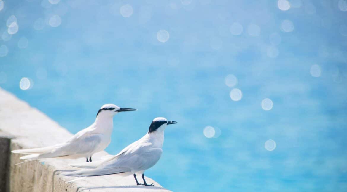 Makunudu Island Maldives local birds taking in the seascapes