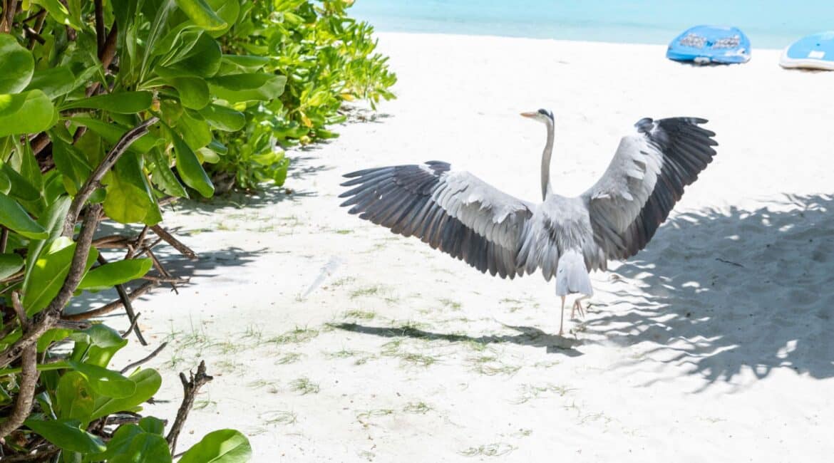 Makunudu Island Maldives glorious bird life
