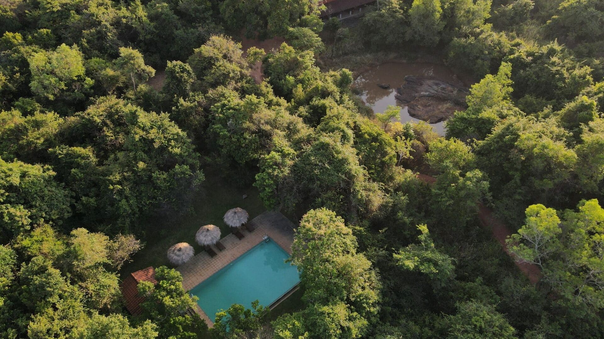 Wild Grass Nature Resort Sri Lanka swimming pool and the jungle