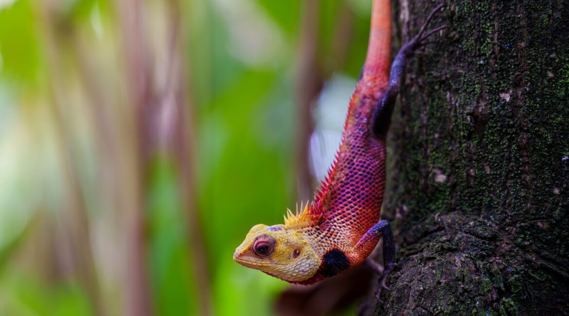Reethi Faru Resort multi coloured lizard on the tree in the Maldives