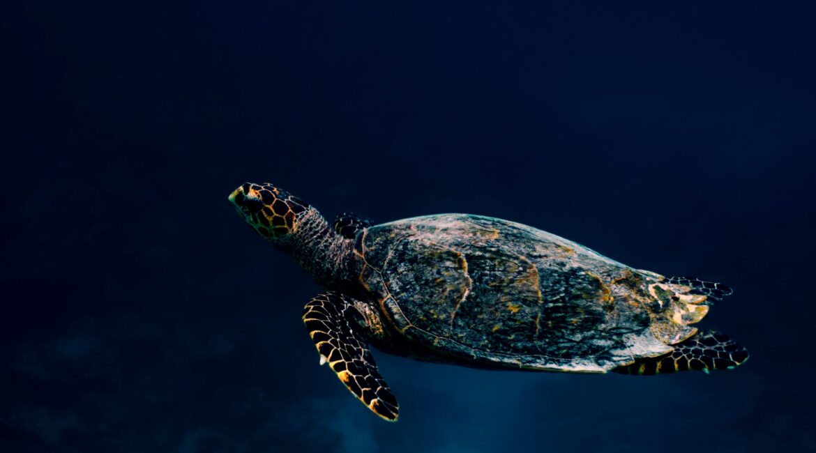 Reethi Faru Resort turtle swimming on the reef in the Maldives