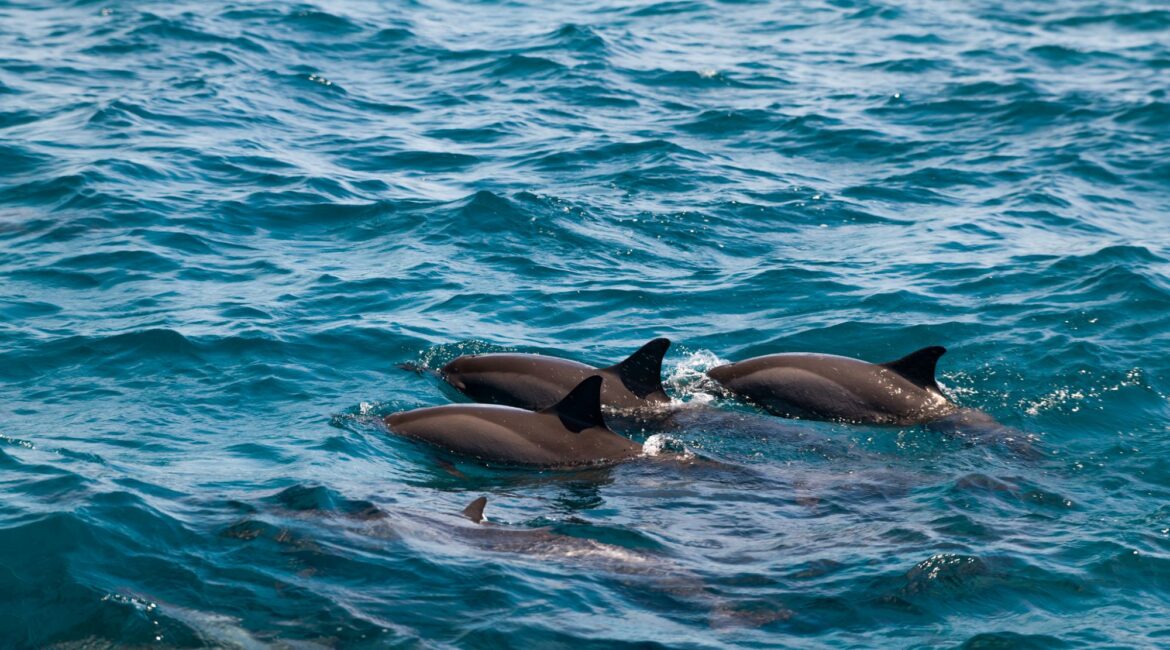 Dolphin sighting on a day excursion from Reethi Faru Resort in the Maldives