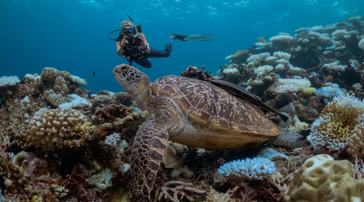 Diving - turtle identification Six Senses Laamu Maldives