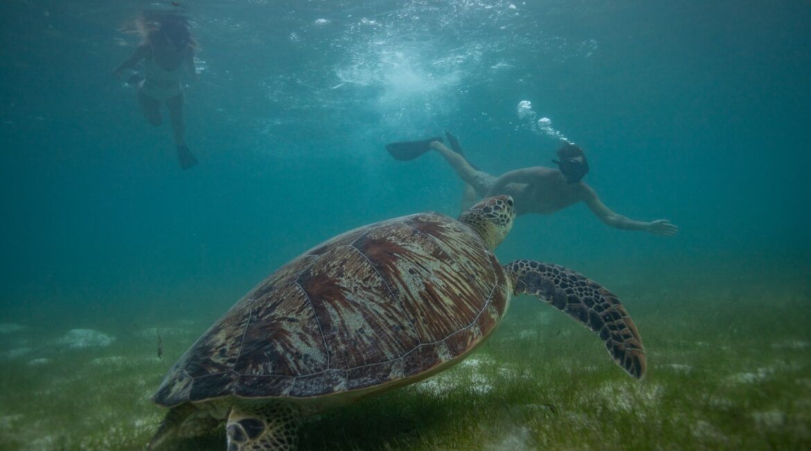 Lagoon- Guided Seagrass Snorkel wth Green Turtle Six Senses Laamu Maldives
