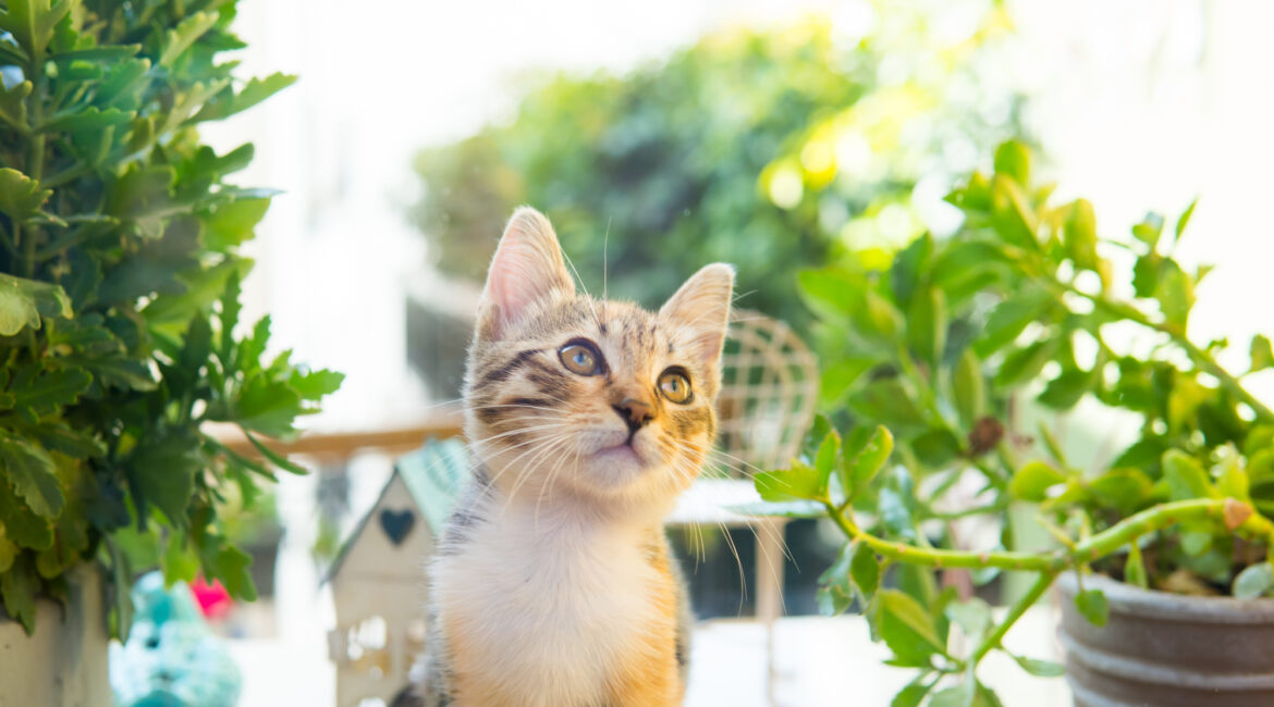 Resident cat, Zümrüt, at Hotel Poem, a family-run boutique hotel in Istanbul