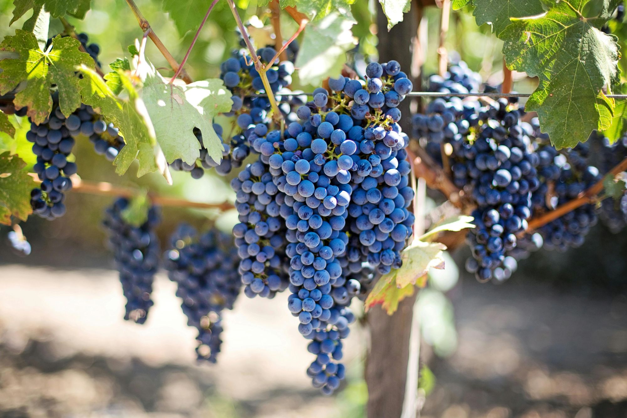 Vineyards Likya Winery Pexels