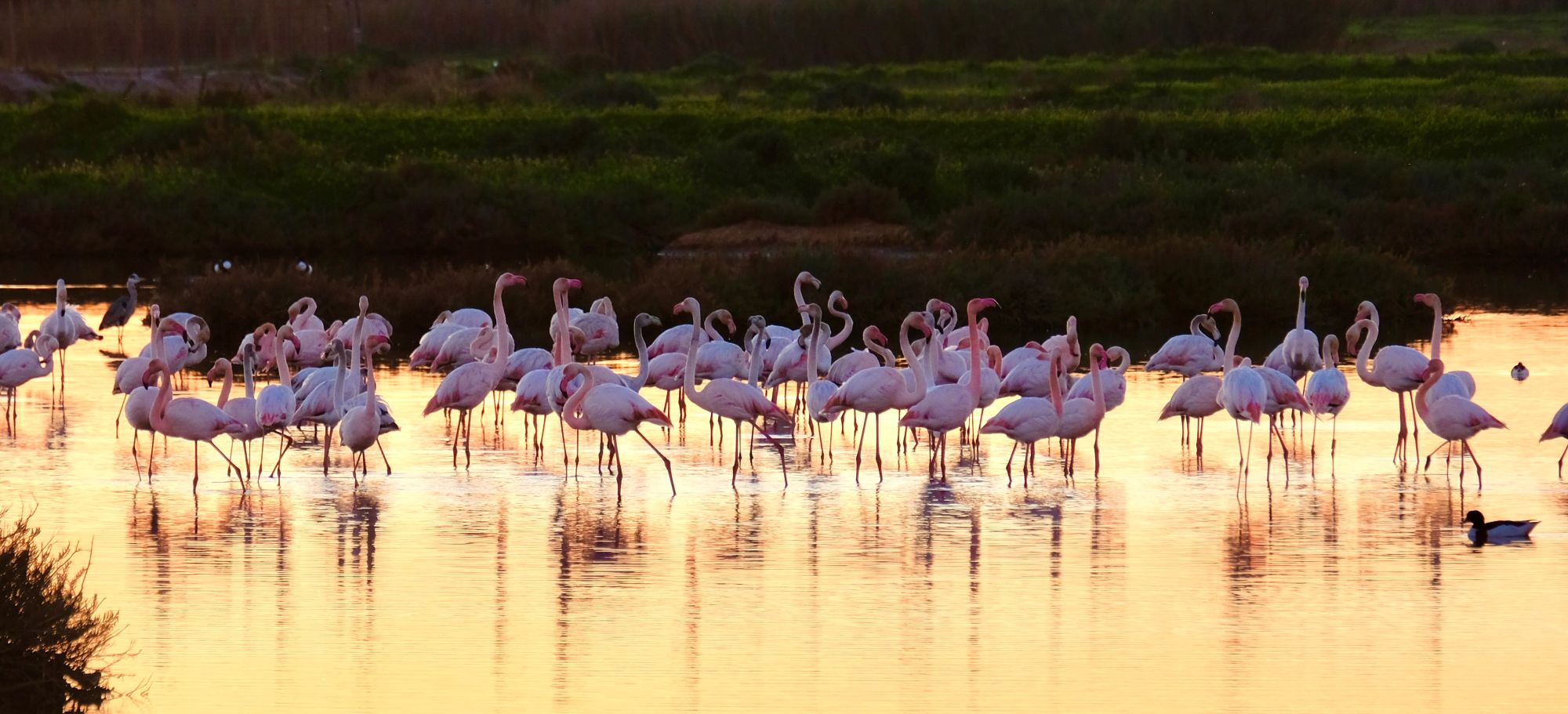 Flamingos in Algarve wetlands at sunset with warm tones