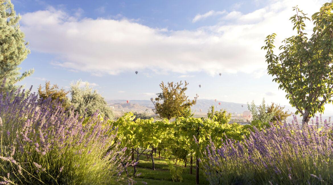 ariana-sustainable-luxury-lodge-lavender-gardens-cappadocia.jpg