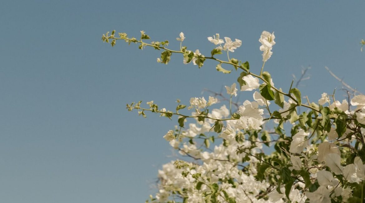 White bougainvillea in bloom at Likya Gardens boutique hotel in Kalkan, overlooking the Turkish Mediterranean.